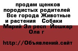 продам щенков породистых родителей - Все города Животные и растения » Собаки   . Марий Эл респ.,Йошкар-Ола г.